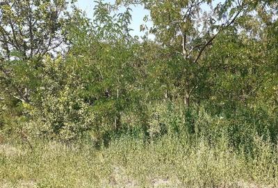 Teren extravilan de 6314 mp, în Belciugatele - 7