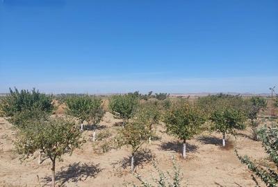 Casă individuală cu 5 camere cu Teren 10000 Mp în Colina - 4