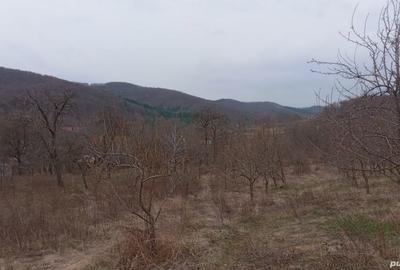 Teren de 4000 mp, în Tutana - 4