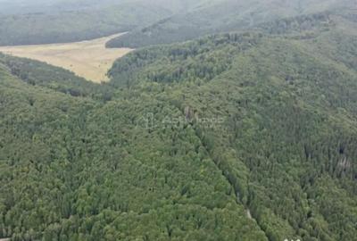 Teren de 69450 mp, în Arefu - 4