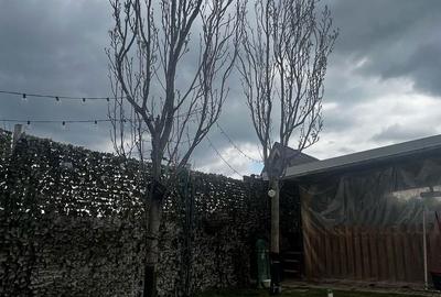 Casă cu 5 camere cu Teren 500 Mp în Săbăreni - 17