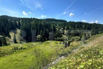 Teren intravilan de vanzare, 6941 mp, zona Mestecani? - 3