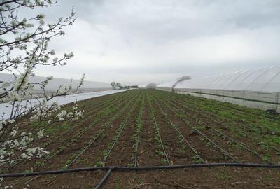 Casă cu Teren 2930 Mp în Giuvărăști - 4