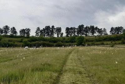 Teren de 13500 mp, în Pâclișa - 3