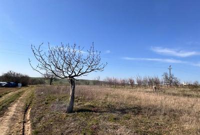 Teren de 6707 mp, în Cetariu - 4