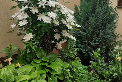 Casă cu Teren 300 Mp în Chiajna - 8