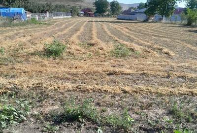Teren de 3000 mp, în Hădăreni - 3