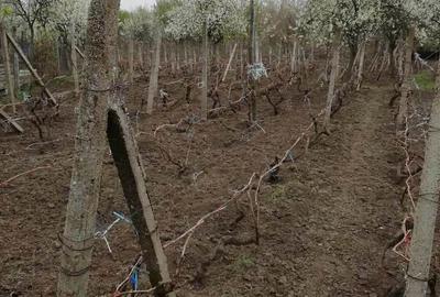 Casă cu 4 camere în Izvoru Dulce (Merei) - 6