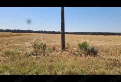 Teren Bucovat, sat Carligei - 2