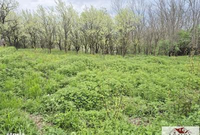 Spațiu comercial, în Straja - 4