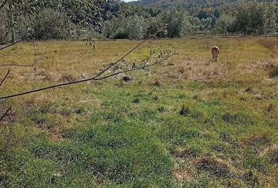 Casă cu 1 camere cu Teren 5500 Mp în Cacica - 5