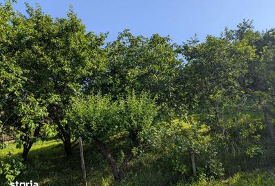 Casă cu 6 camere cu Teren 12900 Mp în Cotnari - 3