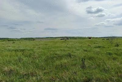 Teren de 76200 mp, în Lugoj - 5