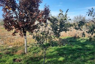 Teren de 1500 mp, în Vânători - 8