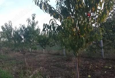 Vand casa in localitatea Micula - 3