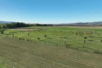 Teren intravilan de 13965 mp, în Aușeu - 13