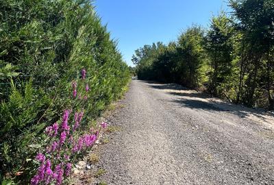 ✨ Teren intravilan exclusivist – Valea Viilor, Tocile ✨ - 3