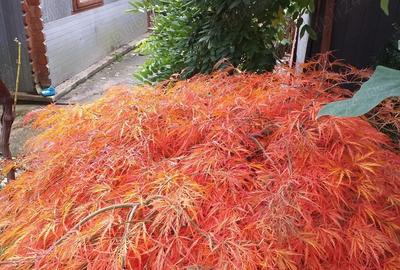 Casă cu 4 camere cu Teren 670 Mp în Moieciu - 6