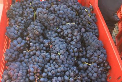 Teren de 185746 mp, în Șiria - 2