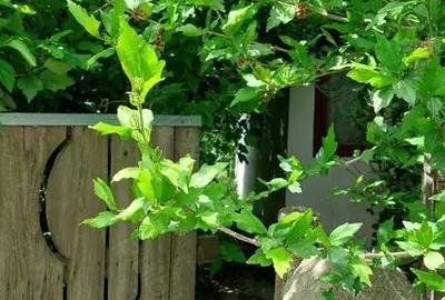 Casă cu 4 camere în Murighiol - 5