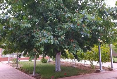 Casă cu 4 camere în Mogoșești - 3