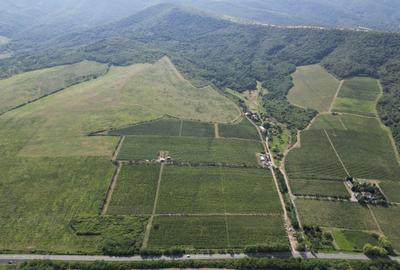 Teren agricol extravilan de 80000 mp, în Covăsinț - 35