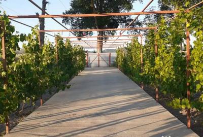 Casă cu 3 camere cu Teren 300 Mp în Horia - 11