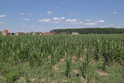 CORBEANCA, langa Padurea Petresti, 26650mp. teren, ideal proiect imobiliar - 5