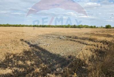 Teren 5000 mp deschidere Sos. Silistea Ciolpani - 4