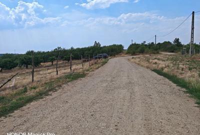Spațiu comercial, în Săldăbagiu de Munte - 4