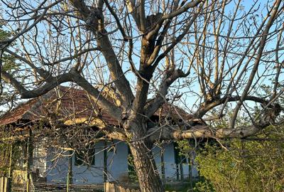 Teren de 2000 mp, în Dumitrești - 6