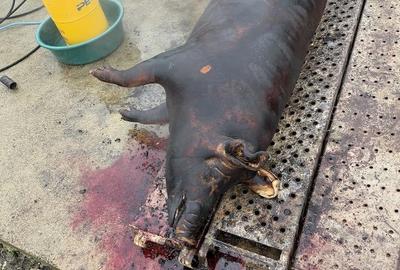 Casă cu 2 camere în Duleu - 1