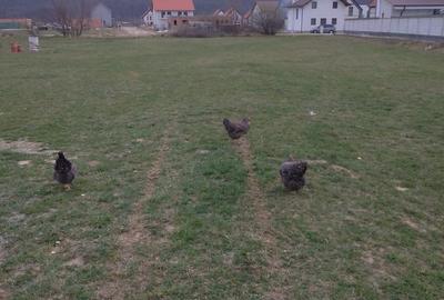 Spațiu comercial, în Central - 2