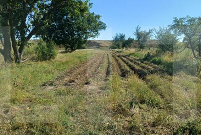Casa taraneasca cu 3 camere, Turia Jos, - 18