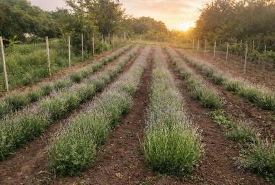 Casă cu Teren 3074 Mp în Cordun - 6