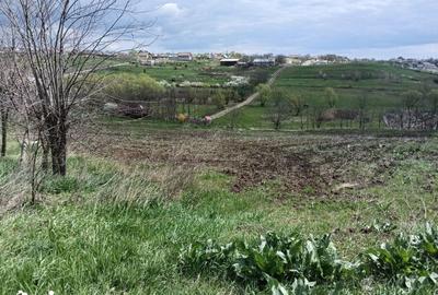 Teren de 3150 mp, în Răchiți - 4