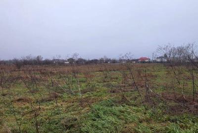 Teren de 5000 mp, în 1 Decembrie - 3