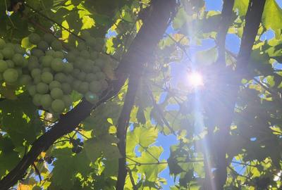 Casă individuală cu 4 camere cu Canalizare în Florilor - 3