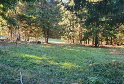 Teren Construcții intravilan de 2000 mp, în Poiana Brașov - 8