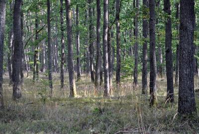 Oportunitate Excepțională de Investiții - 73 ha de Pădure în Prahova - 1