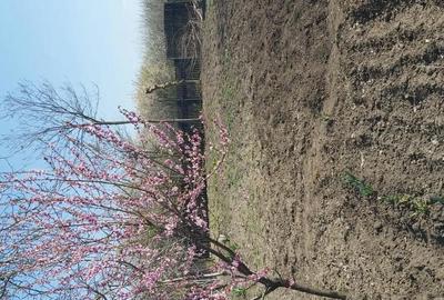 Casă cu 5 camere cu Teren 1300 Mp în Vieru - 1