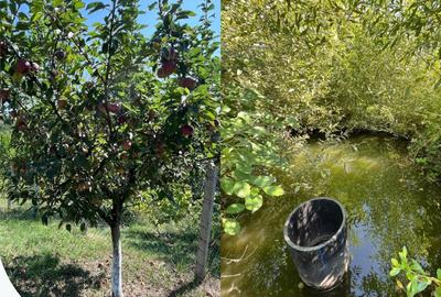 Casă cu 2 camere cu Teren 1248 Mp în Păun - 3