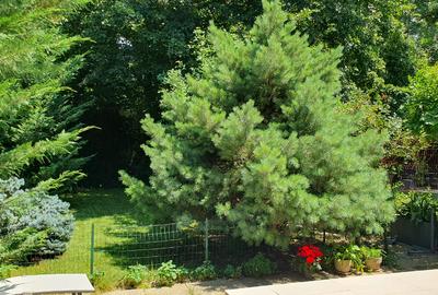 Vila P+1 langa padure, Sector 1, Bucuresti - 2