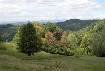 Teren intravilan de vanzare in Telega - 5