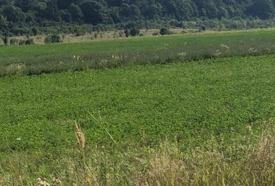 Teren Periș, Ilfov, Padurea Scrovistea - 5