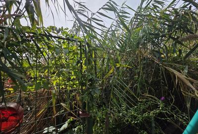 Snagov, Izvorani Vila, la lac - 1