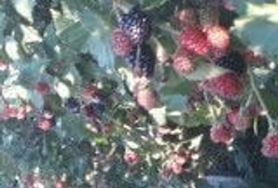 Casă cu 3 camere cu Teren 750 Mp în Pădurețu - 2