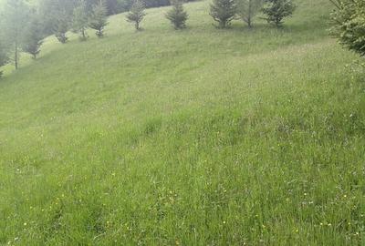 Teren extravilan de 1500 mp, în Maieru - 8