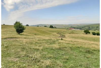 Teren Sercaia  250 ha - 11