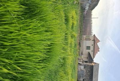 Casă cu Teren 4443 Mp în Pleșoiu (Nicolae Bălcescu) - 4